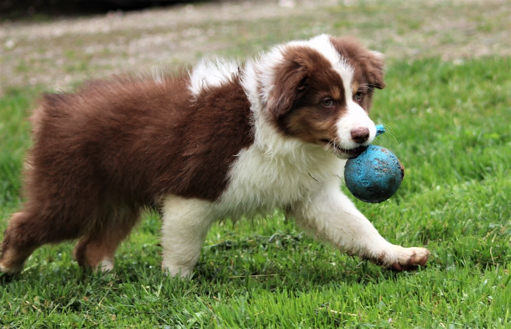 des Jardins du Duc de Berry - Berger Australien - Portée née le 03/03/2017