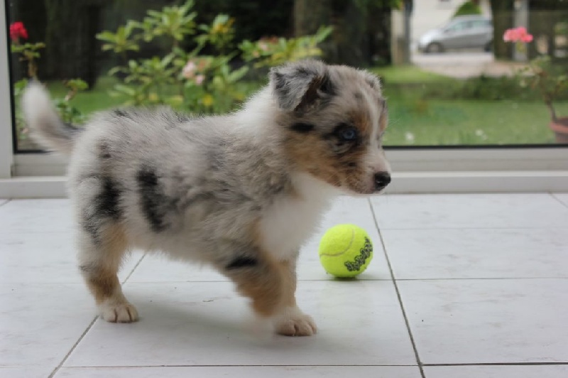 des Jardins du Duc de Berry - Berger Australien - Portée née le 24/03/2015